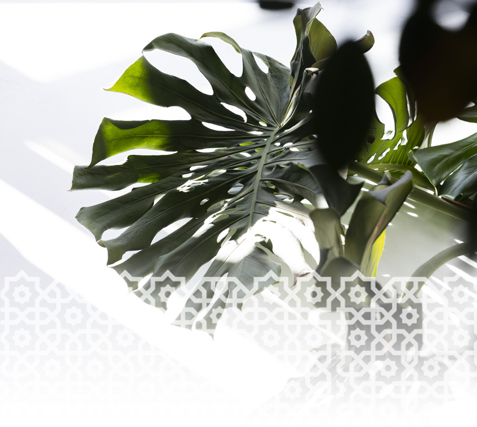 Palmera whashingtonia